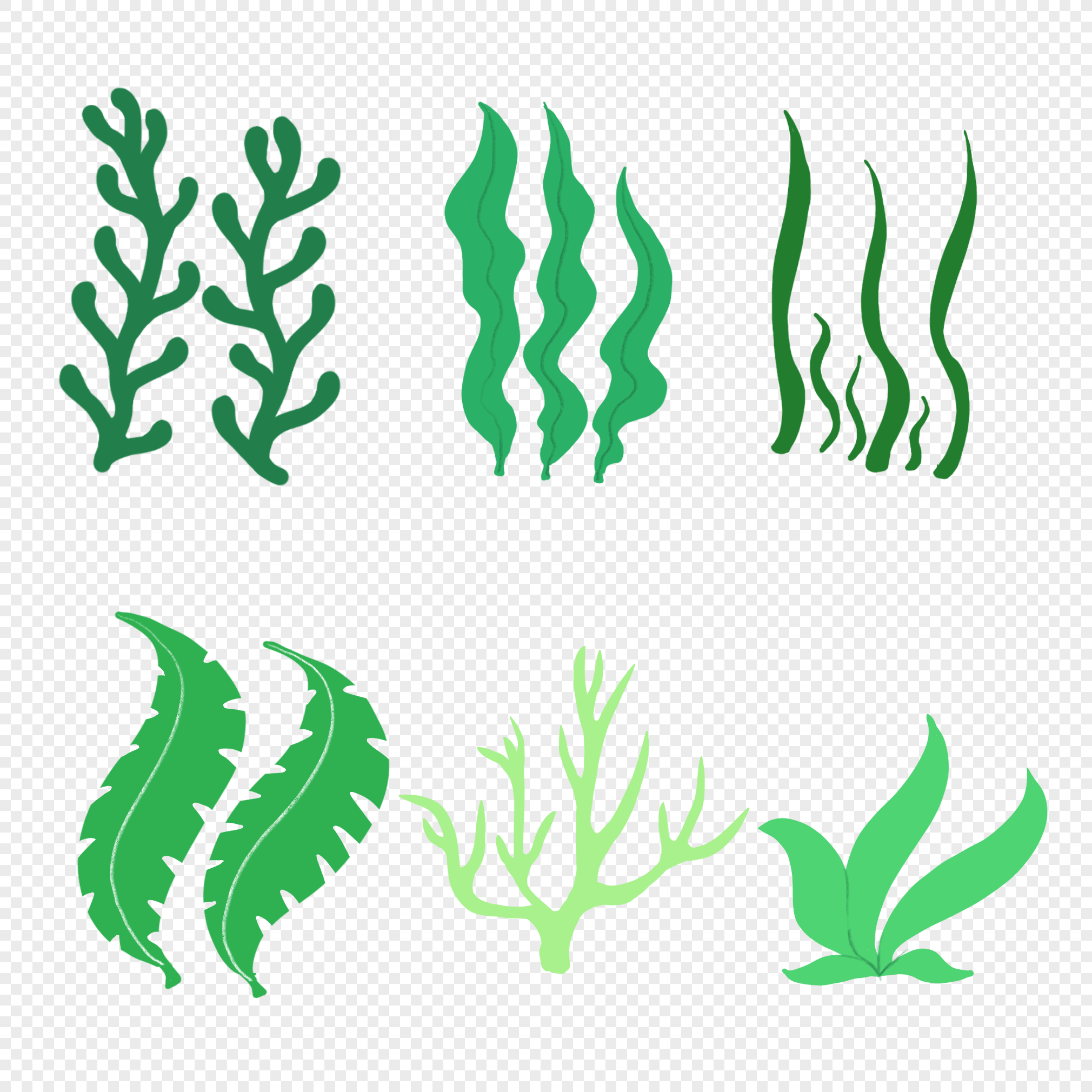 アオサの一種①｜海藻のなかま 海草のなかま｜浦安水辺の生き物図鑑