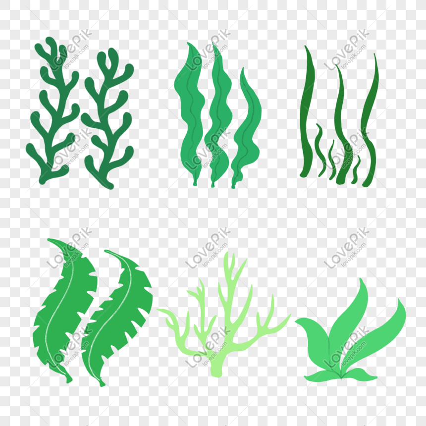 seaweed png image picture free download 401298132 lovepik com seaweed png image picture free download