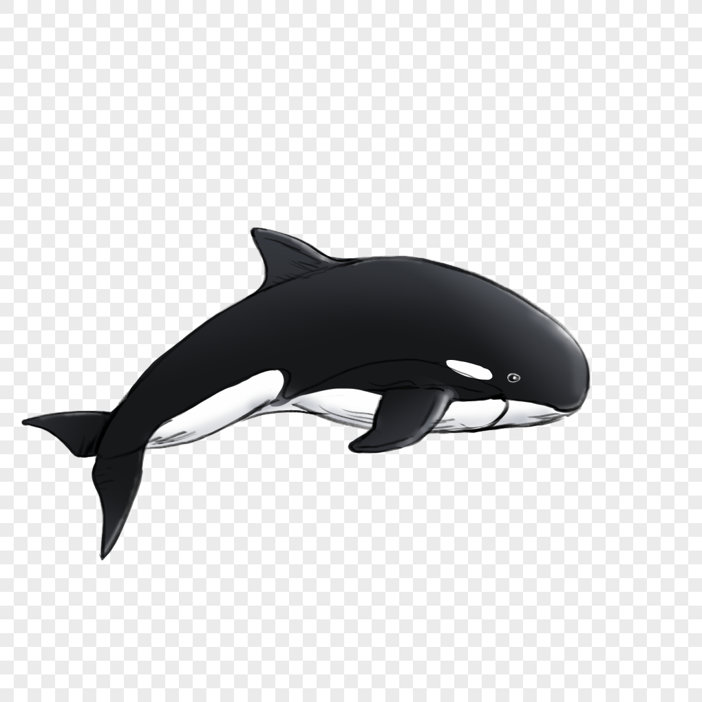 Cute Orca Drawing - Orca - Sticker | TeePublic