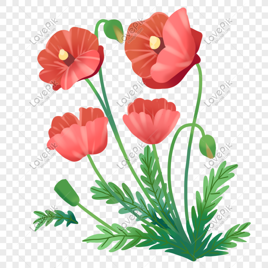 Blooming Poppies Free PNG And Clipart Image For Free Download ...