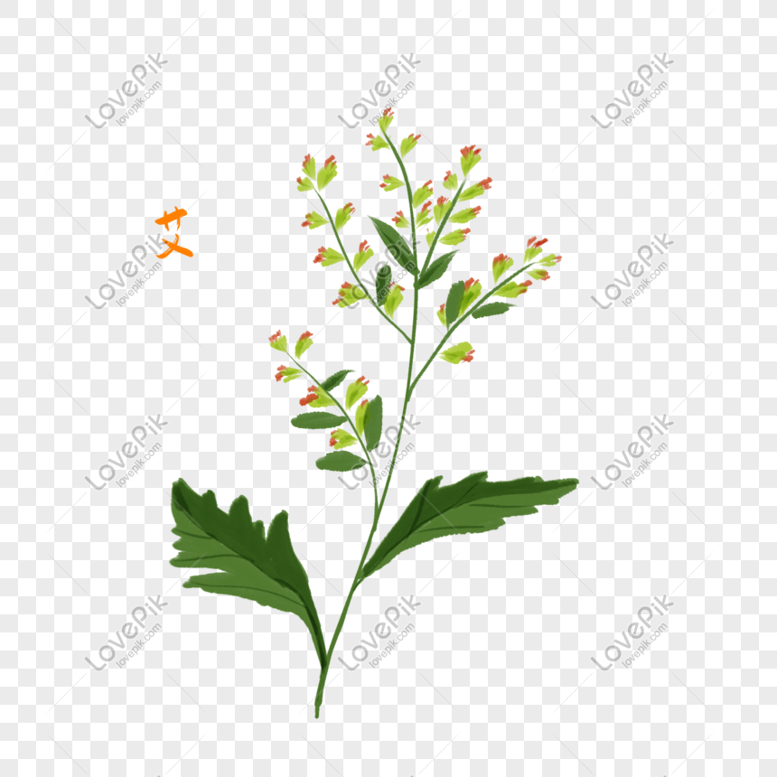 Cartoon Herbal Ai Illustration, Herbal Plants, Ai Illustration, Herbal ...