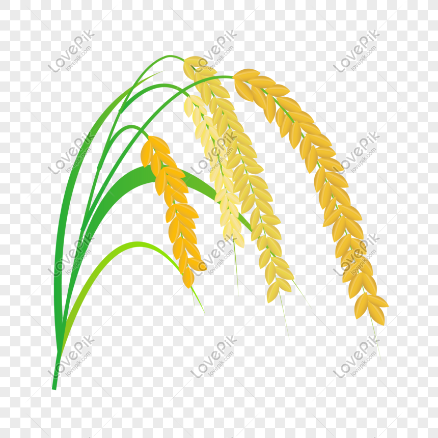  padi  hijau beras  elemen ilustrasi matang digambar tangan 
