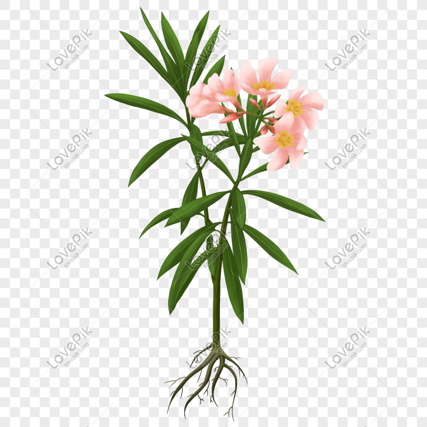  Gambar Bunga Oleander  Koleksi Gambar  Bunga 