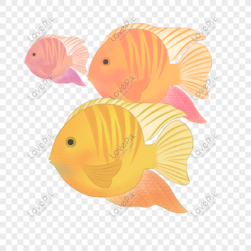 Peces Marinos De Color Tropical Peces De Coral Imagenes De Graficos Png Gratis Lovepik