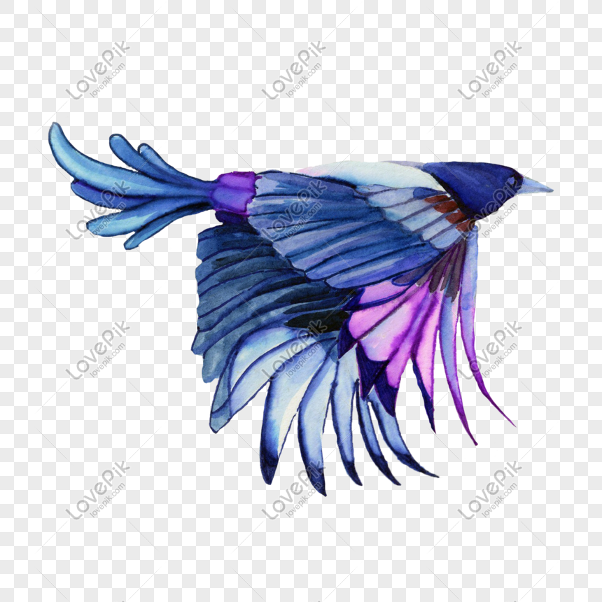 20++ Gambar burung violet terupdate