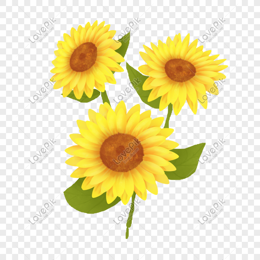 Girasol PNG Imágenes Gratis - Lovepik