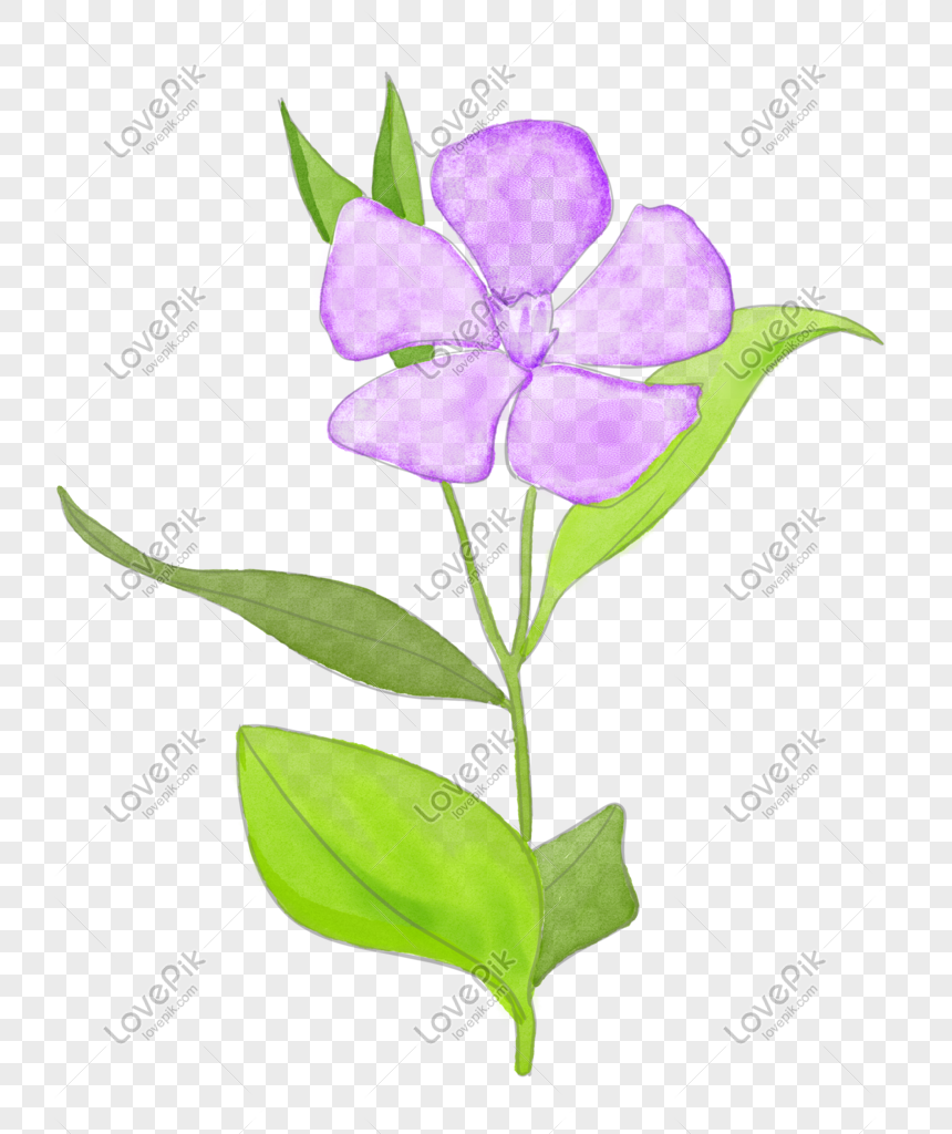Flowers Periwinkle. Hand Drawing. Outline. On A White Background. Beautiful  Sketch Of A Tattoo - A Delicate Twig With Flowers. Botany Design Element  Stock Photo, Picture and Royalty Free Image. Image 178132279.