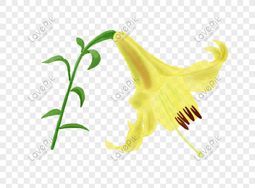 Yellow Lily Flower Png Image Picture Free Download Lovepik Com