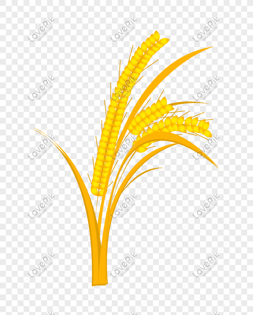 黄金の黄色小麦イメージ グラフィックス Id Prf画像フォーマットpsd Jp Lovepik Com