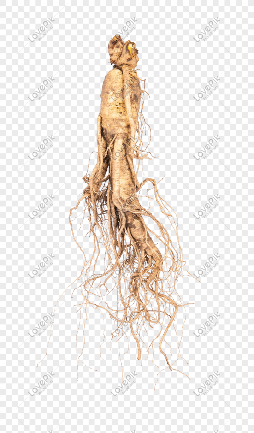 ginseng png image picture free download 401374476 lovepik com ginseng png image picture free download