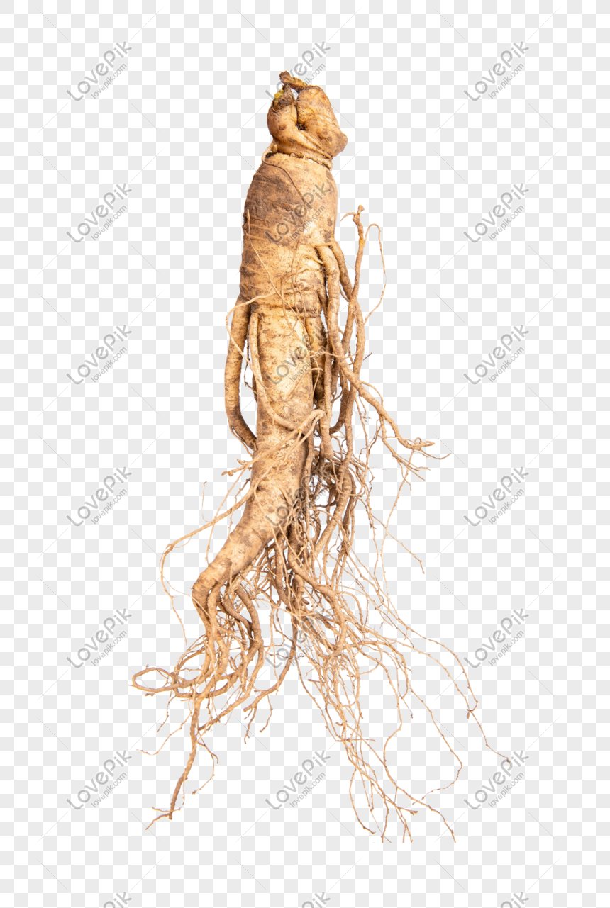 ginseng png image picture free download 401374486 lovepik com ginseng png image picture free download