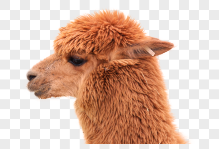 Alpaca Png Images With Transparent Background Free Download On Lovepik