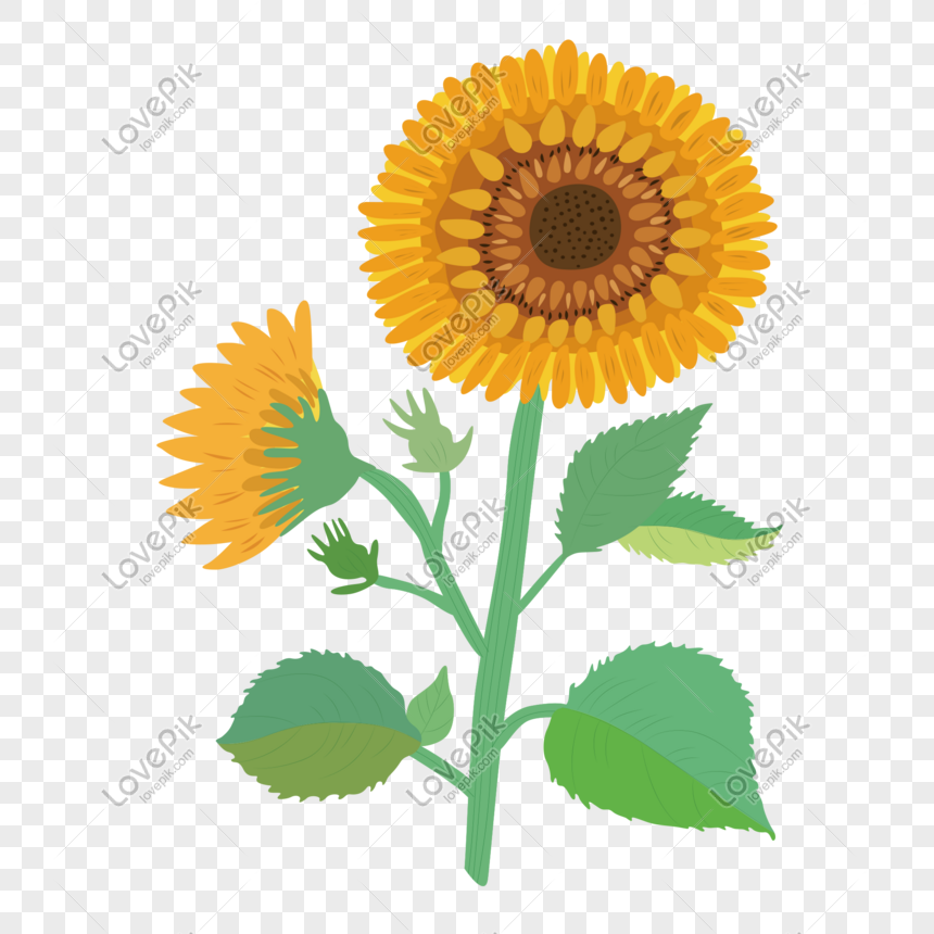 Kartun Elemen Vektor Minimalis Bunga Matahari Bunga Png Grafik Gambar Unduh Gratis Lovepik