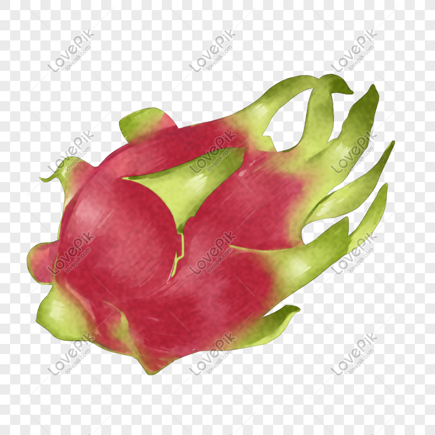 dragon fruit png image picture free download 401381324 lovepik com dragon fruit png image picture free