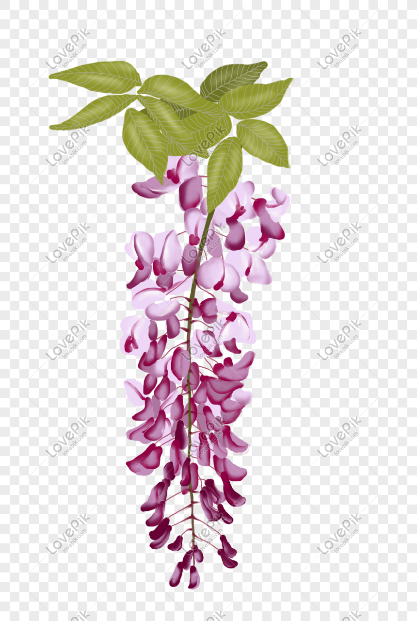 wisteria drawing clipart