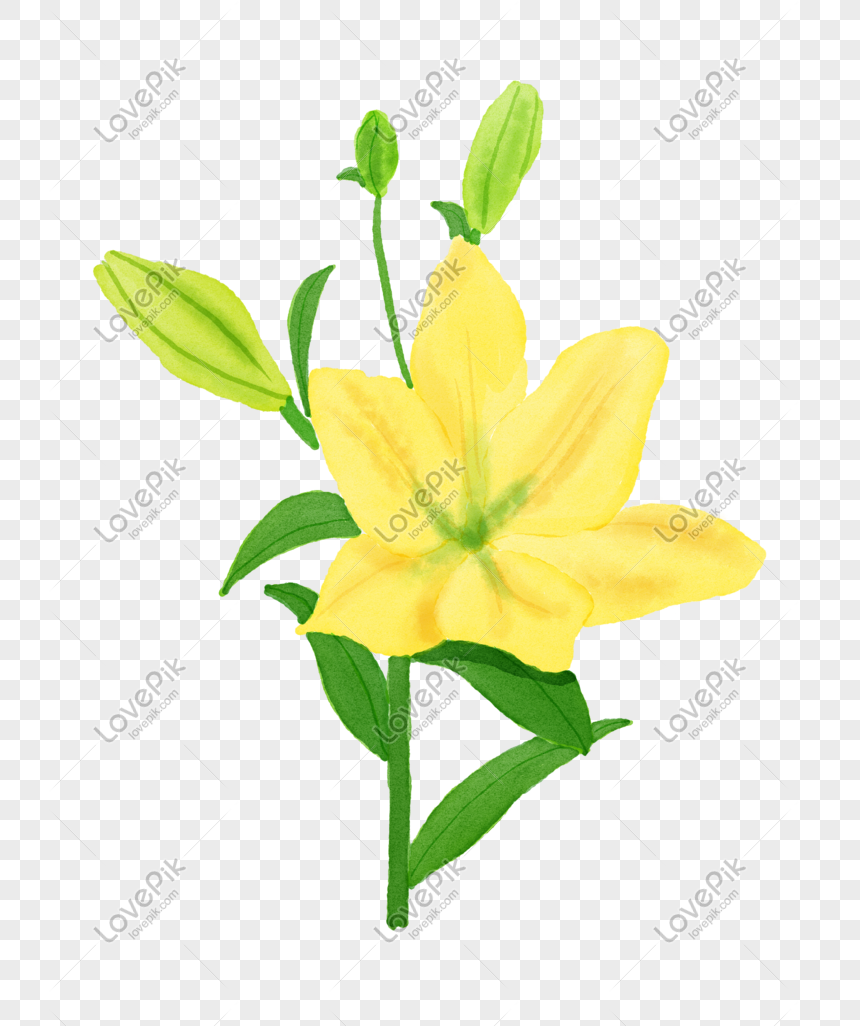 Yellow Lily Flowerbed Png Image Picture Free Download Lovepik Com