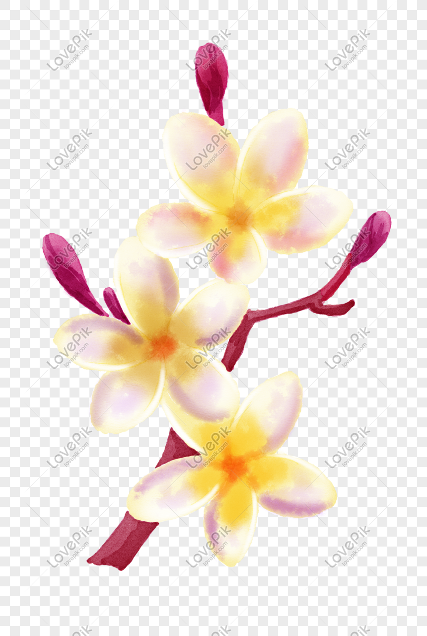 plumeria flower png image picture free download 401386859 lovepik com plumeria flower png image picture free