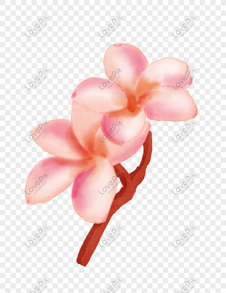 pink plumeria png image picture free download 401386869 lovepik com pink plumeria png image picture free