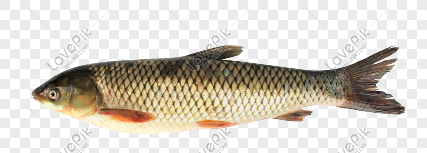 Grass Carp, Gourmet, Fish, Carp Fish Png Hd Transparent Image And 