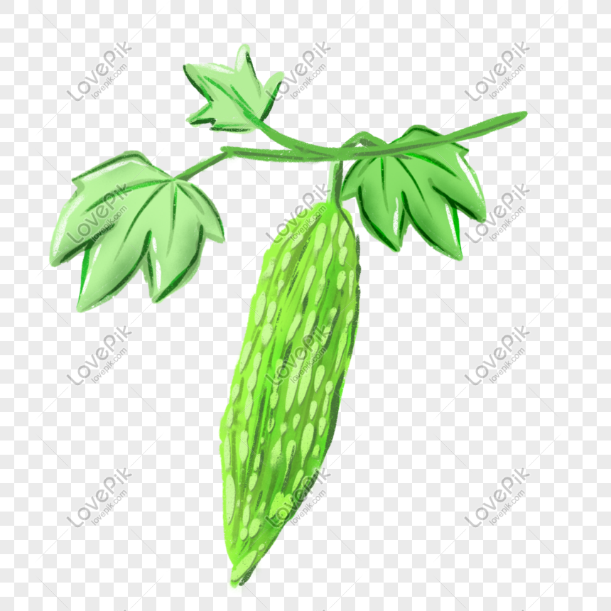 Summer Vegetable Bitter Gourd Png Image Picture Free Download