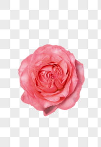 Pink Flower PNG Images With Transparent Background | Free Download On ...