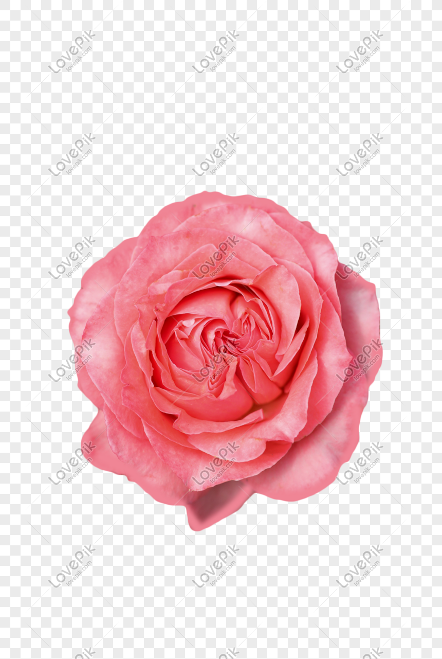 Flores Rosas PNG Imágenes Gratis - Lovepik