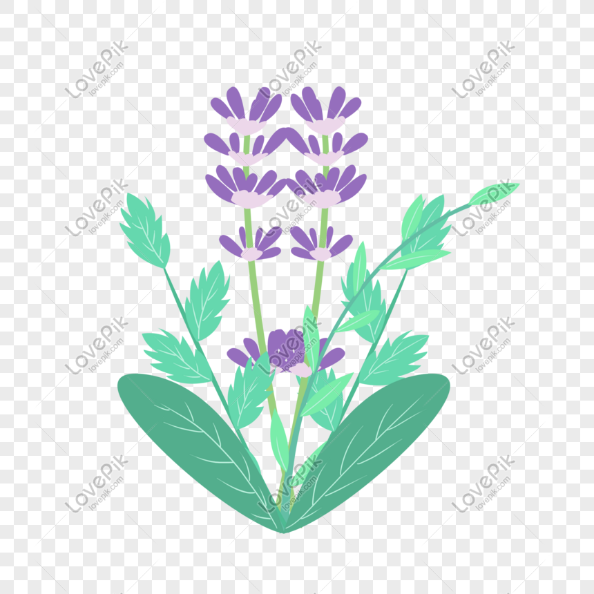 Hand Drawn Cartoon Flowers And Lavender PNG Free Download And Clipart Image  For Free Download - Lovepik | 401410203