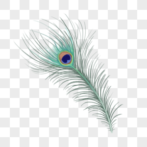 peacock feather images free