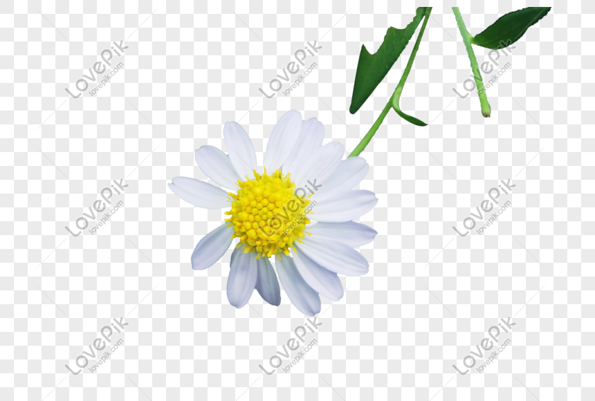 Bunga Daisy Kecil Png Grafik Gambar Unduh Gratis Lovepik