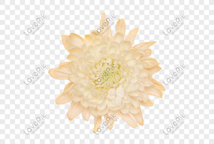 Blooming Flowers Png Image Picture Free Download 401413880 Lovepik Com