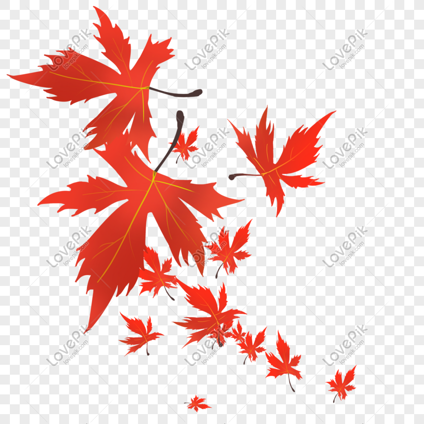 Maple Leaves Png Image Picture Free Download Lovepik Com