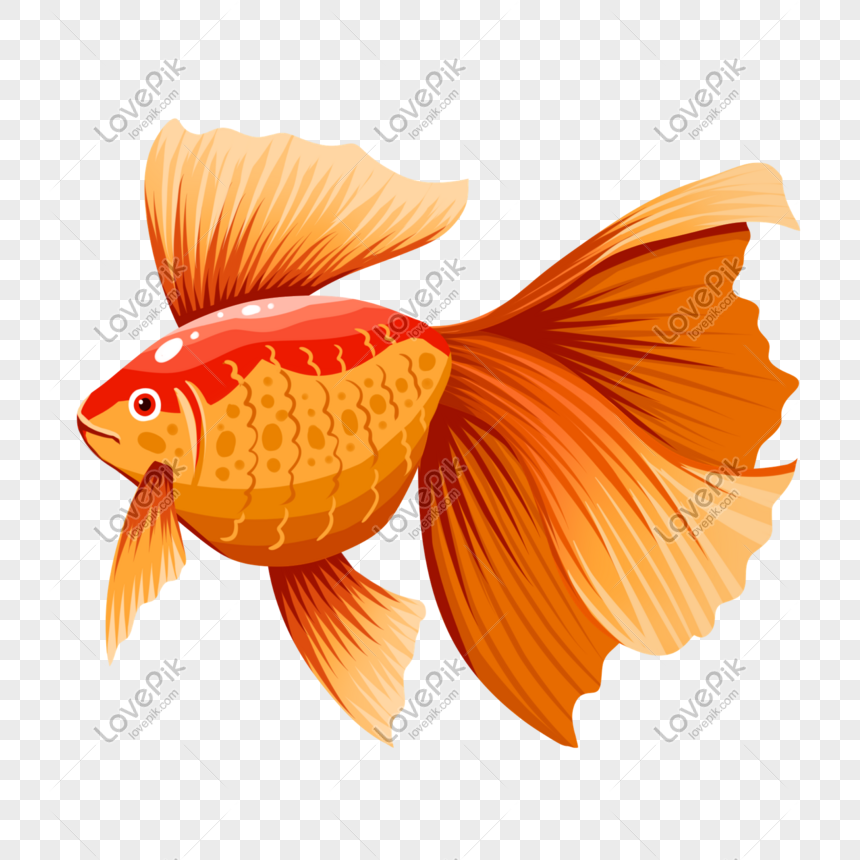 Ikan Emas Cantik Gambar Unduh Gratis Imej 401443637 Format Psd My Lovepik Com