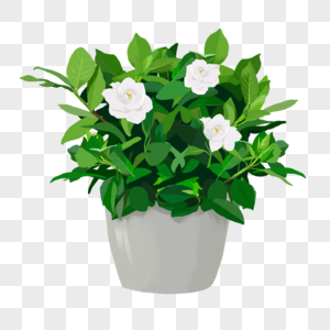 Flower gardenia vector material png image_picture free download