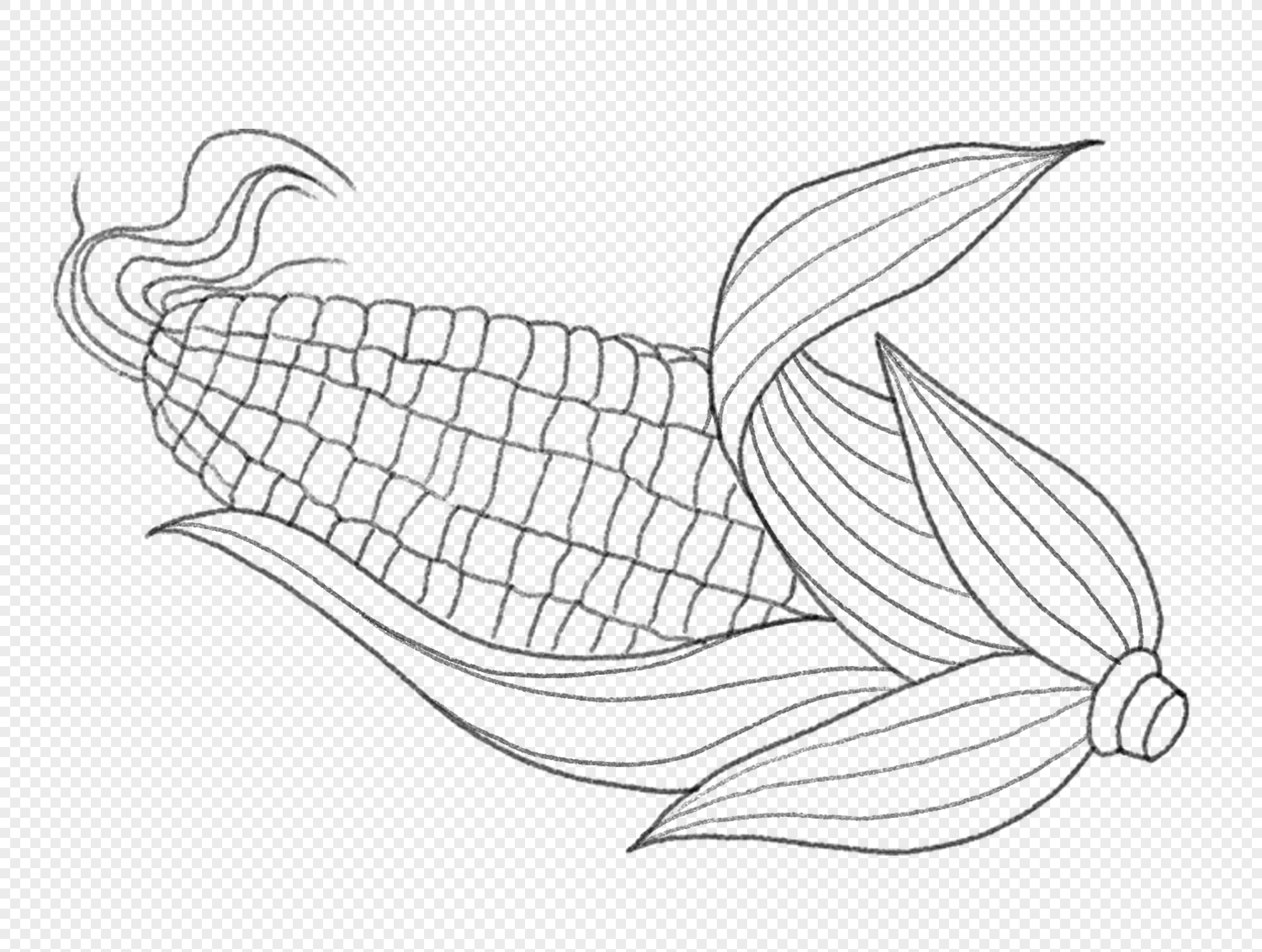 Sketch Corn PNG Images With Transparent Background | Free Download On  Lovepik
