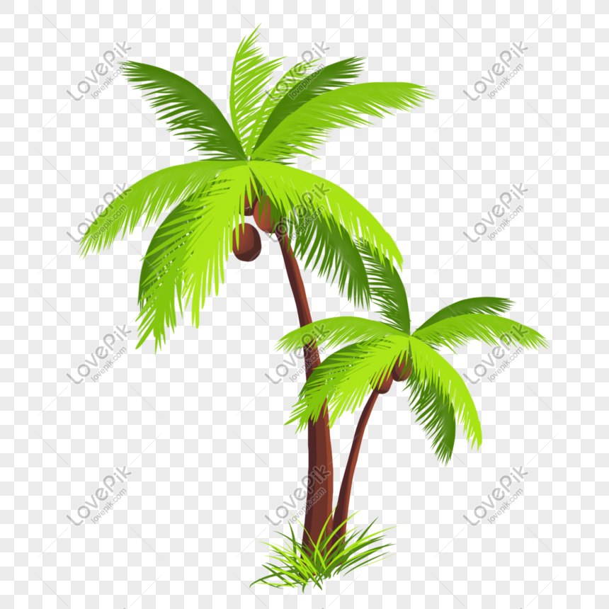 pohon kelapa botani yang digambar tangan PNG grafik gambar 