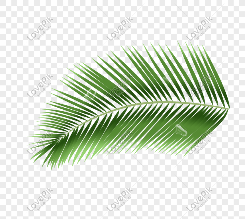 Coconut Leaves Free PNG And Clipart Image For Free Download - Lovepik |  401462989