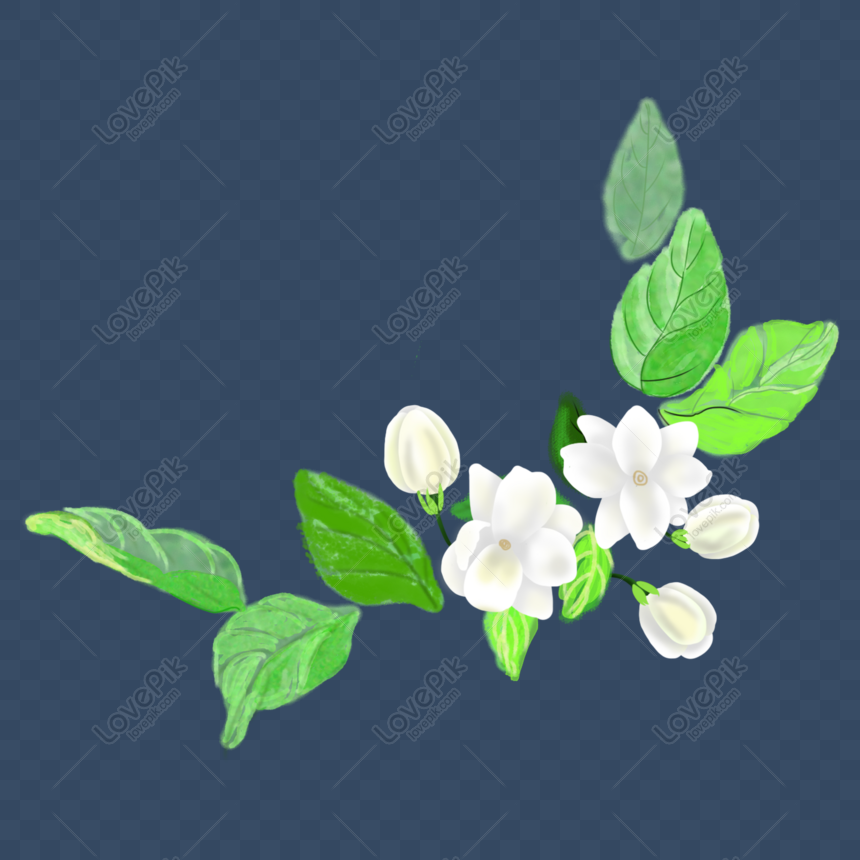 Jasmine PNG là hình ảnh của hoa nhài đơn giản nhất. Với những đường nét tinh tế và sắc nét, các chi tiết của hoa nhài được tạo ra vô cùng rõ ràng và đẹp mắt. Bạn sẽ không thể rời mắt khỏi hình ảnh hoa nhài PNG này.
