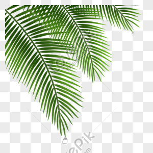 Coconut Leaves PNG Images With Transparent Background | Free Download ...