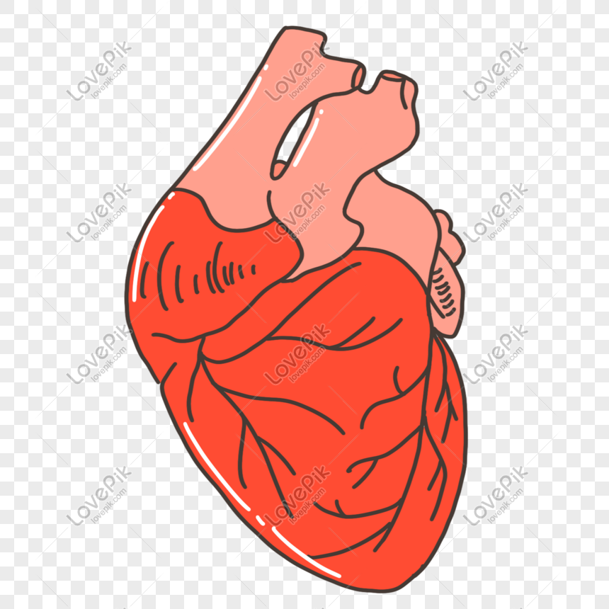 Hãy khám phá trái tim con người - một trong những cơ quan quan trọng nhất của cơ thể. Hình ảnh sẽ giúp bạn hiểu rõ hơn về cách hoạt động của nó và cách để giữ gìn sức khỏe cho trái tim của chính mình.