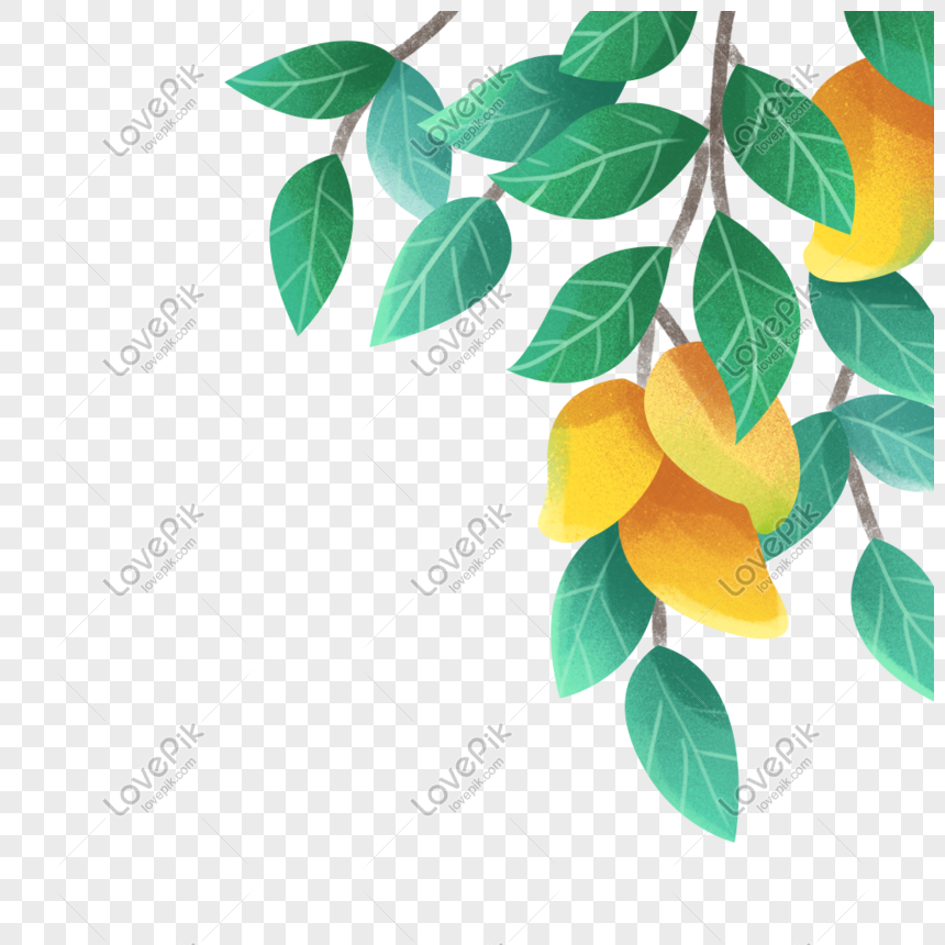 Mango Tree Png Image Picture Free Download 401469910 Lovepik Com