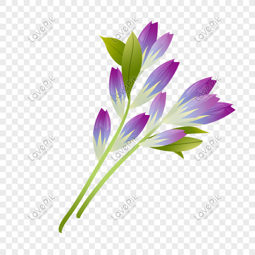 Flor De Lirio Morado  imágenes de gráficos png gratis - Lovepik