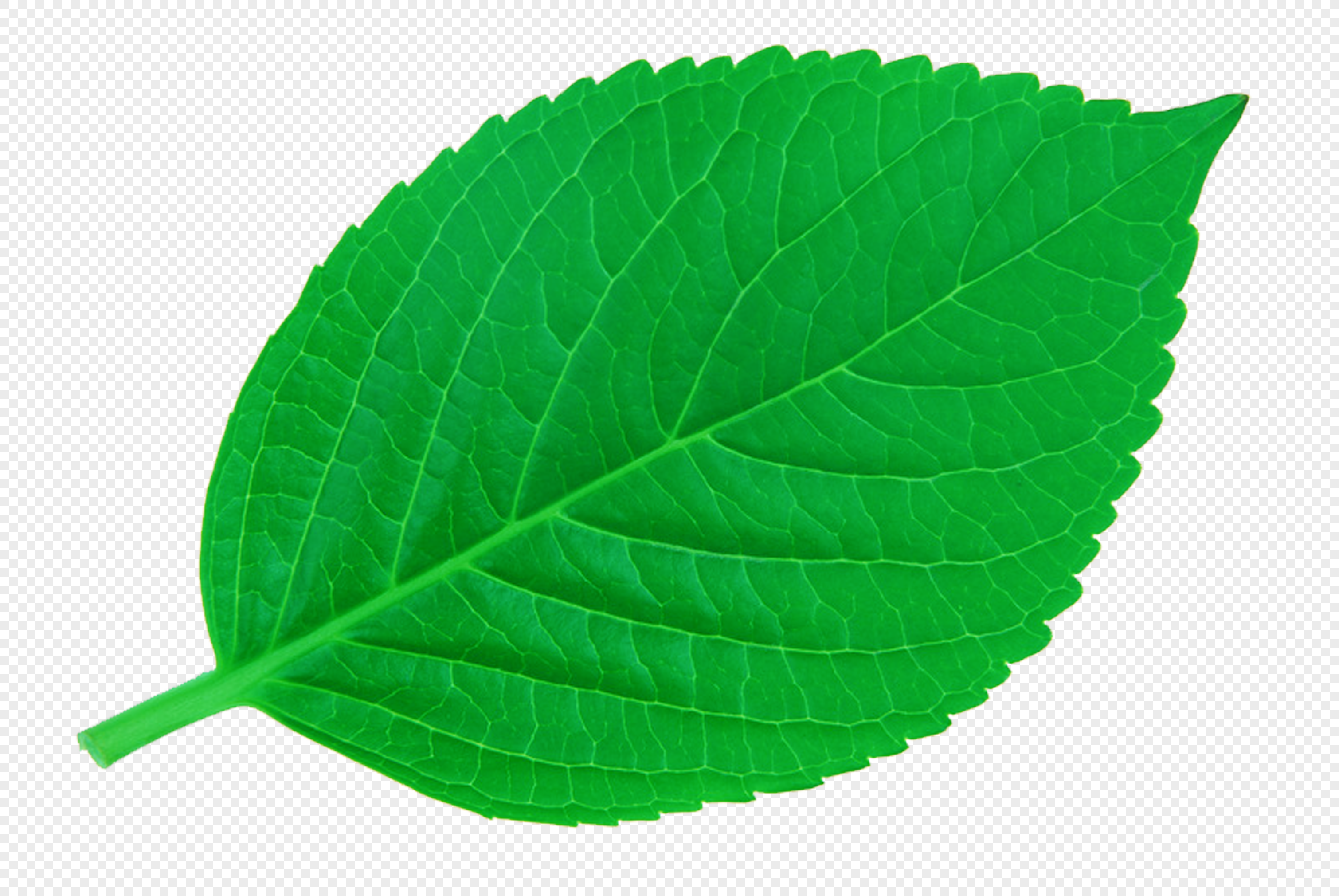 Green Leaf PNG Transparent Images Free Download, Vector Files
