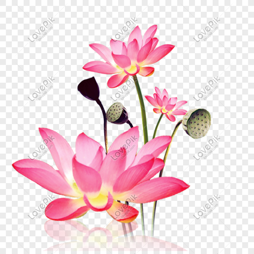 Hoa sen đẹp PNG miễn phí là một tài nguyên vô giá dành cho tất cả những ai yêu thích thiết kế! Những hình ảnh PNG với hoa sen độc đáo và đẹp mắt sẽ giúp bạn tạo nên những tác phẩm độc đáo và tràn đầy sức sống. Hãy xem ngay để biết thêm thông tin!