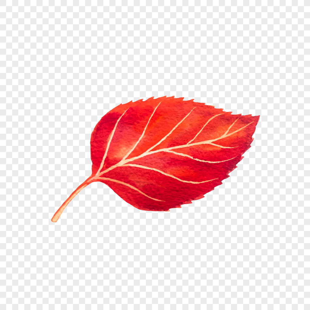 LEAF png images