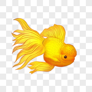 goldfish ornamental fish