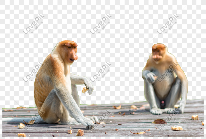 proboscis monkey wallpaper