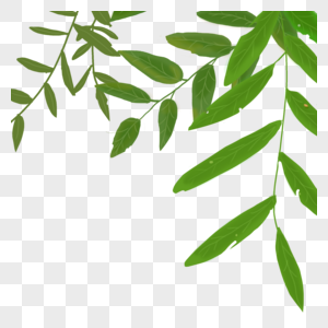 Eucalyptus Leaves Png Images With Transparent Background Free Download On Lovepik Com