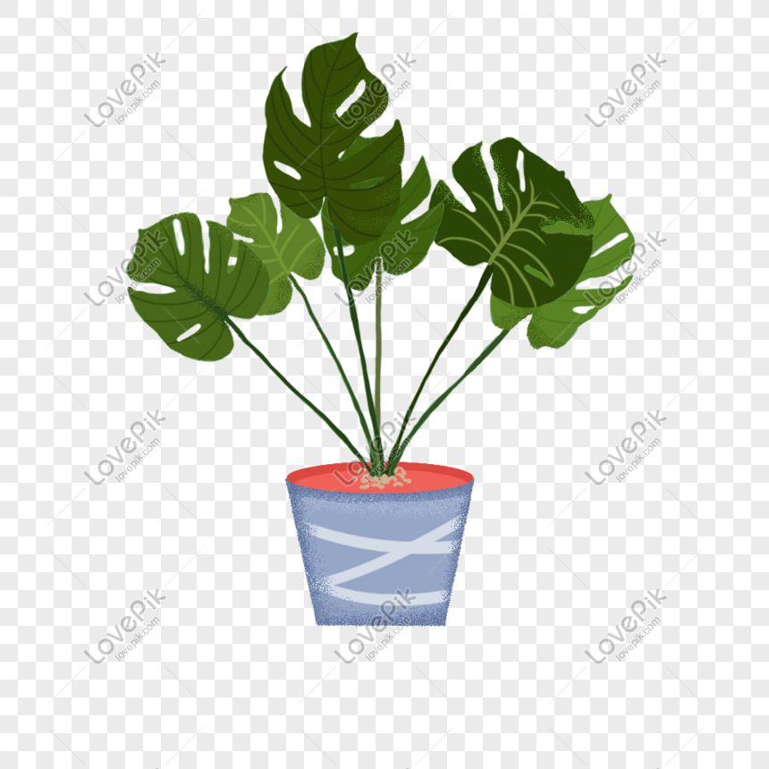 Monstera PNG Transparent And Clipart Image For Free Download - Lovepik ...