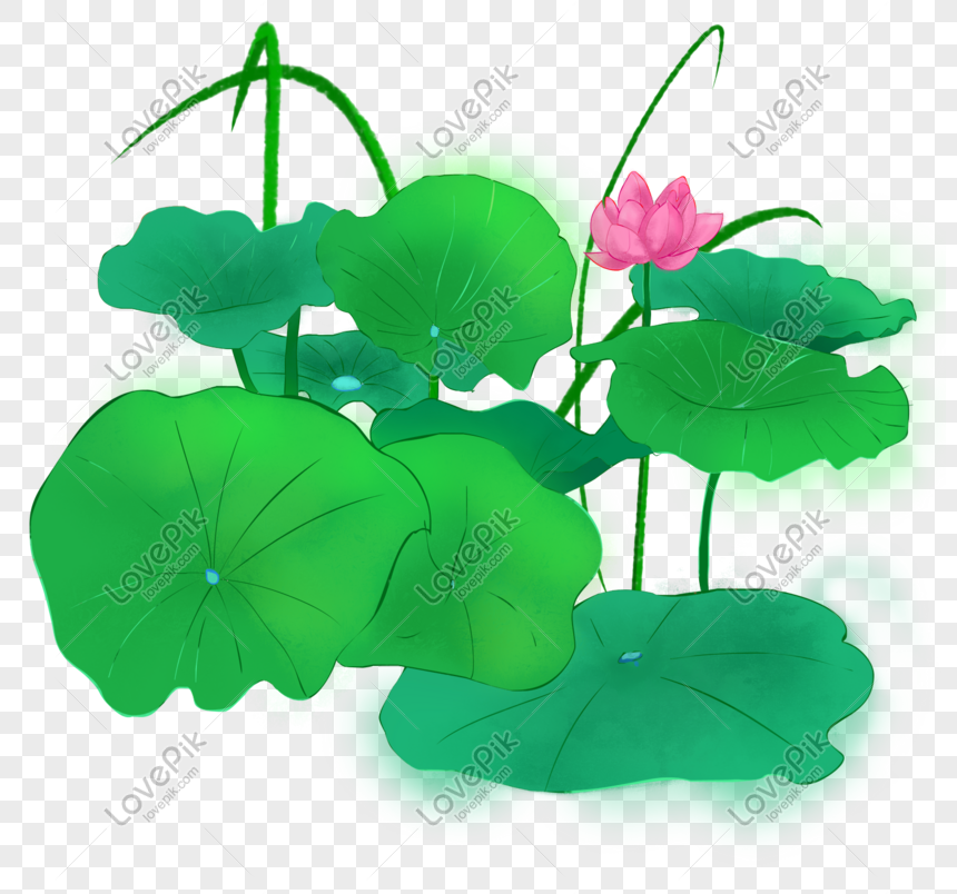 Lotus Flower Decoration Aesthetic Picture, Green Leaves, Lotus ...