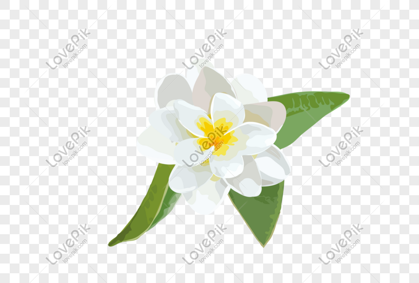 Gardenia Png Grafik Gambar Unduh Gratis Lovepik